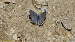 Icaricia shasta
