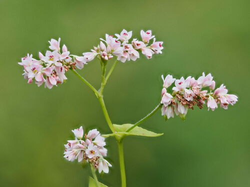 Representative image of Fagopyrum esculentum
