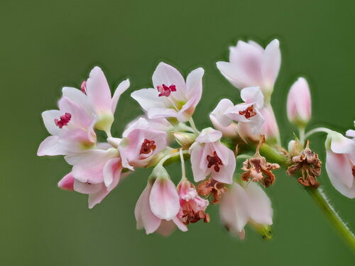 Common Buckwheat