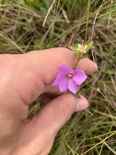 Image of Rhexia petiolata by no rights reserved