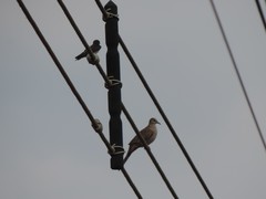 Tachycineta albilinea