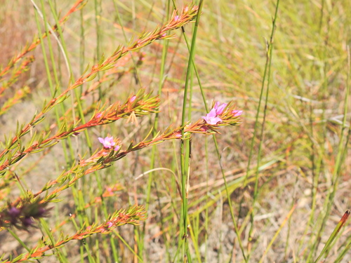Image of Boronia falcifolia by (c) Scott W. Gavins, some rights reserved (CC BY)