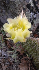 Opuntia polyacantha polyacantha