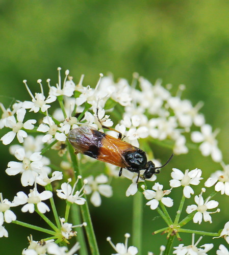 Bramble Sawfly, De Riethoek, Unnamed Road, Amsterdam, Nederland, photo 8 of 10