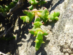 Drosanthemum asperulum
