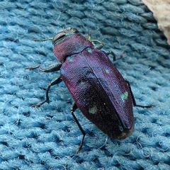 Chrysobothris azurea