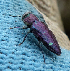 Chrysobothris azurea