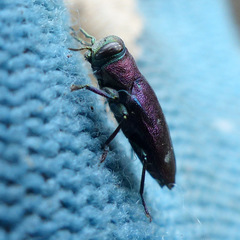 Chrysobothris azurea