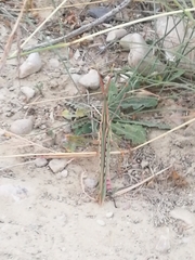 Truxalis nasuta