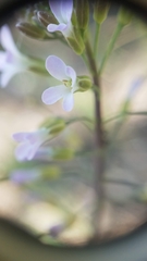 Boechera grahamii