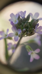 Boechera grahamii