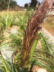 Cortaderia selloana