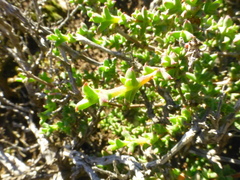 Drosanthemum asperulum