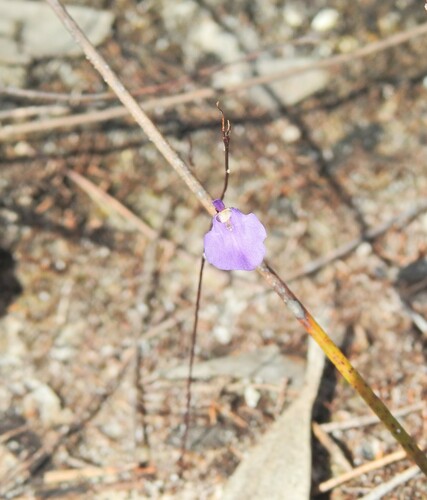 Image of Utricularia lateriflora by (c) Scott W. Gavins, some rights reserved (CC BY)