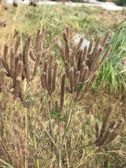 Verbena brasiliensis