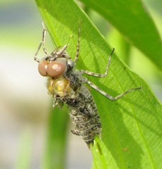 Pantala