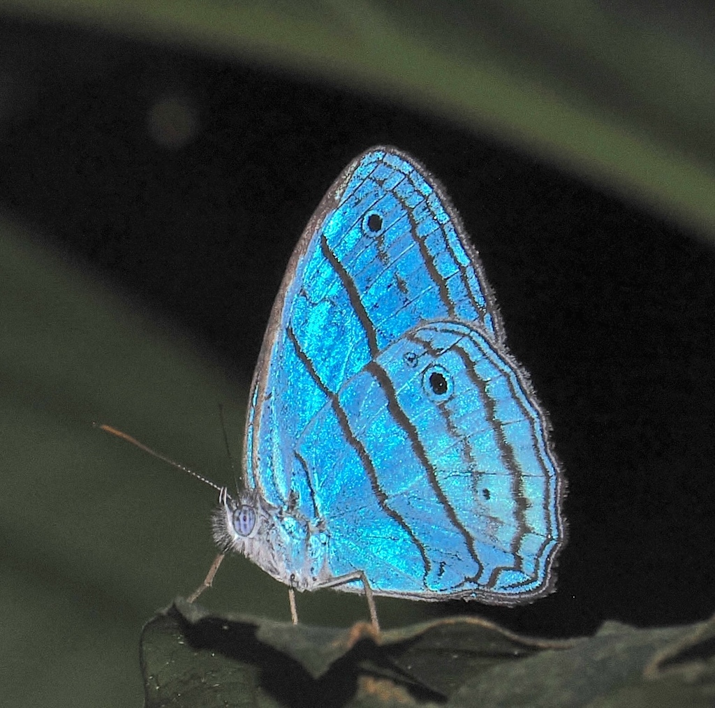 Caeruleuptychia lobelia
