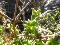 Drosanthemum asperulum