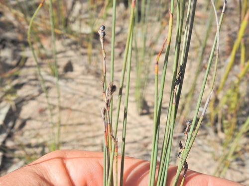 Image of Machaerina juncea by (c) Scott W. Gavins, some rights reserved (CC BY)