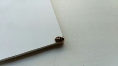 Calvia quatuordecimguttata