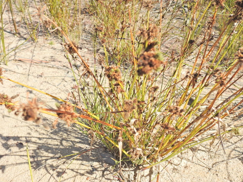 Image of Fuirena ciliaris by (c) Scott W. Gavins, some rights reserved (CC BY)
