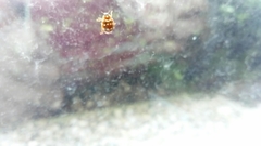 Calvia quatuordecimguttata