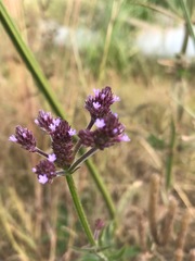 Verbena brasiliensis