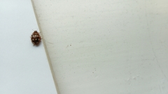 Calvia quatuordecimguttata