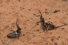 Colossopus grandidieri