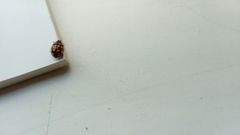 Calvia quatuordecimguttata