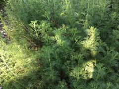 Artemisia abrotanum