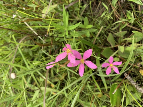 Image of Sabatia campanulata by no rights reserved