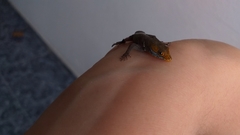 Gonatodes albogularis albogularis