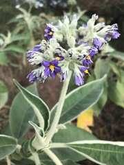 Solanum mauritianum