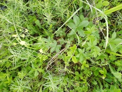 Potentilla chrysantha