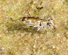 Ellipsoptera cuprascens