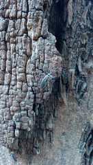 Stenomacra marginella