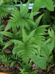 Phegopteris