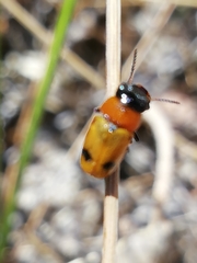 Coptocephala