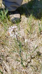 Boechera grahamii
