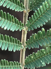 Acacia mearnsii