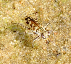 Ellipsoptera cuprascens