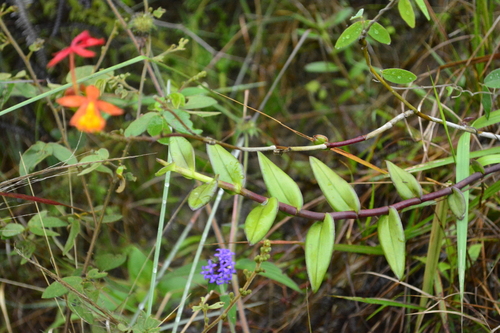 Fire-star orchid