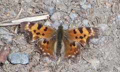 Polygonia faunus