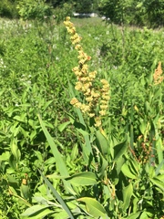 Rumex altissimus