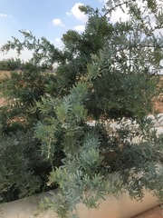 Acacia baileyana