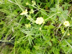 Potentilla chrysantha