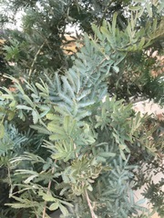 Acacia baileyana