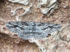 Stenoporpia excelsaria