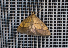Evergestis limbata